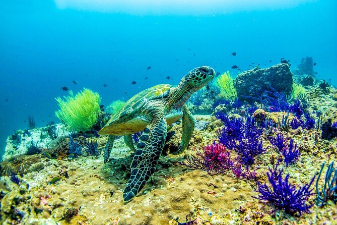 Scuba Diving in Fujairah with Private Transfers - From Dubai to Dibba Al Fujairah by private car