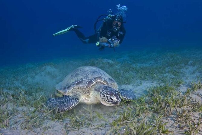 Scuba Diving in Fujairah with Private Transfers - Snorkeling adds a useful second option