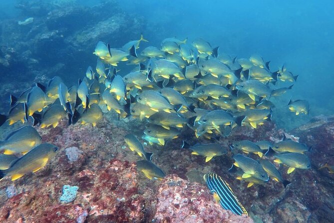 Scuba Diving in Kalpitiya - Wrecks, rocks, and smaller sea life