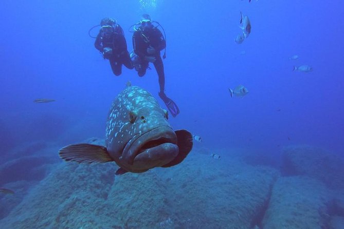 Scuba Diving in La Maddalena & Lavezzi Park for certified divers. - Riding the 7.5-meter boat to the sites