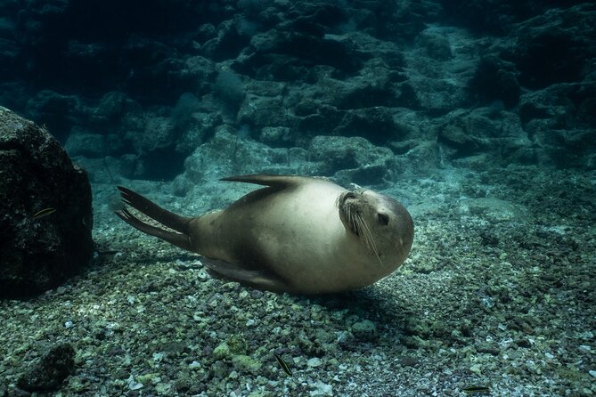 Scuba Diving in La Paz Private Trip - Key points at a glance