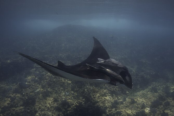 Scuba Diving in La Paz Private Trip - Leaving La Paz between 7:00 and 9:00 AM