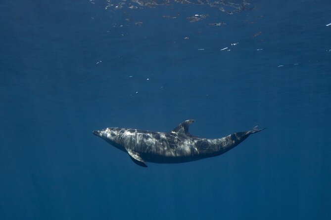 Scuba Diving in La Paz Private Trip - The surface interval adds more than a rest break