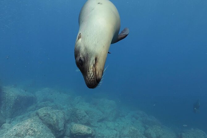 Scuba Diving in La Paz Private Trip - Who will enjoy this private La Paz outing