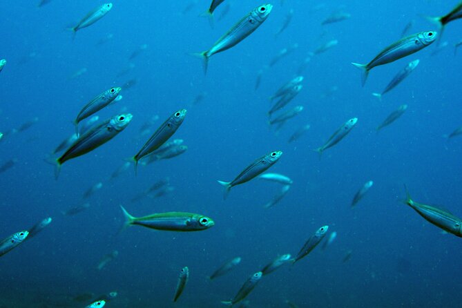 Scuba Diving in Lanzarote (for certified divers only) - The surface interval and the second session