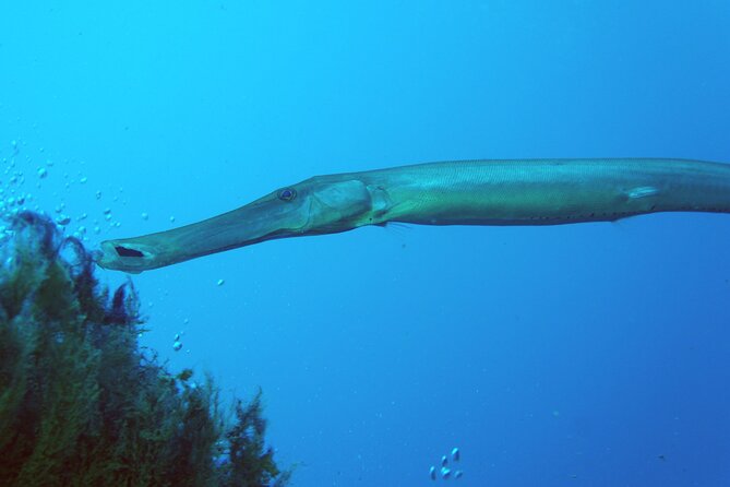 Scuba Diving in Lanzarote (for certified divers only) - Why the small group matters
