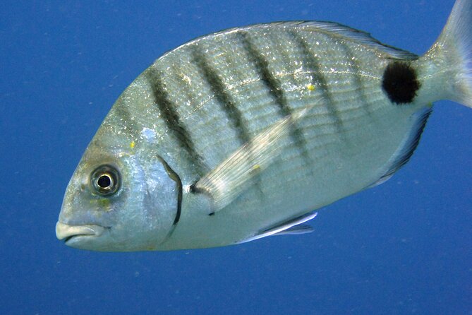 Scuba Diving in Lanzarote (for certified divers only) - What the marine life can be like