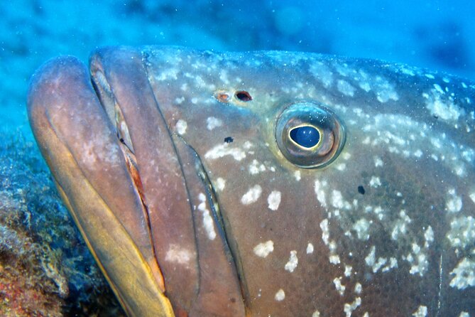Scuba Diving in Lanzarote (for certified divers only) - Who should book this activity?