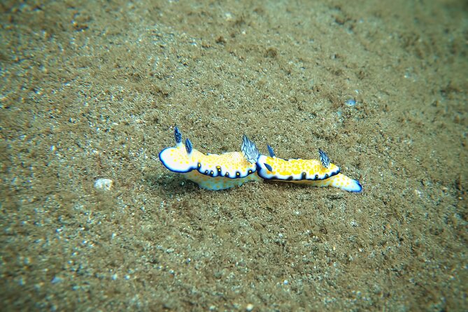 Scuba Diving in Maui with No Experience Needed - What Happens at Aloha Maui Diving in Lahaina
