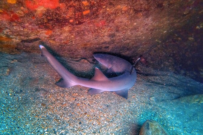Scuba Diving in Maui with No Experience Needed - The Coral Reef and Its Residents