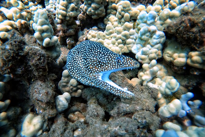 Scuba Diving in Maui with No Experience Needed - Is $199 a Fair Price?
