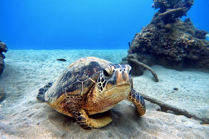 Scuba Diving in Maui with No Experience Needed - Physical Requirements and Timing Rules