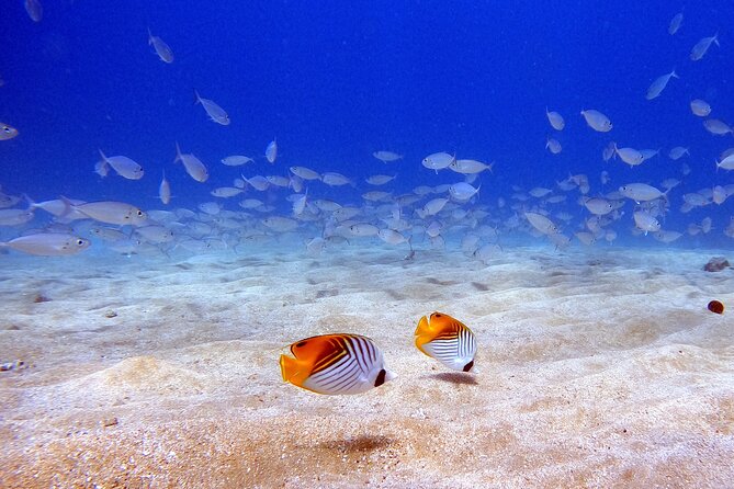 Scuba Diving in Maui with No Experience Needed - Conservation and the Aloha Maui Approach