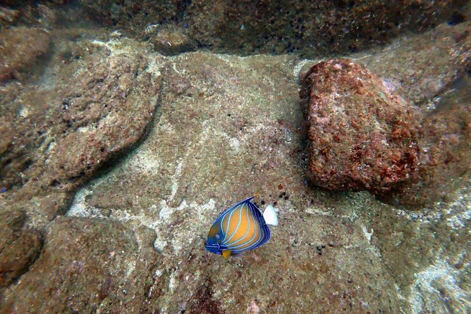 Scuba Diving in Mirissa - At a glance: what makes this outing useful