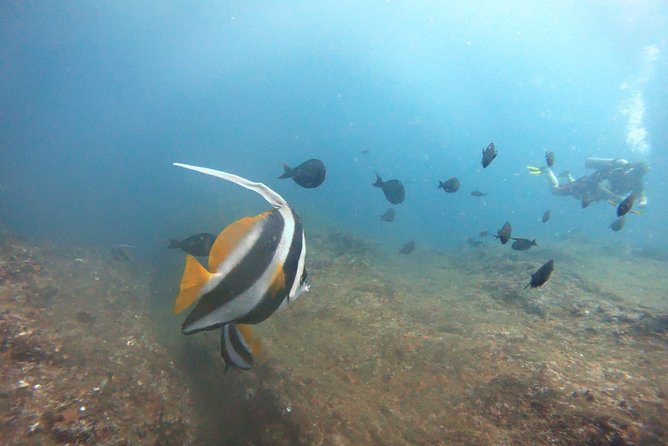 Scuba Diving in Mirissa - Why beginners get useful support