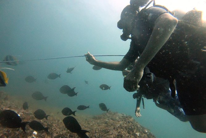 Scuba Diving in Mirissa - Who should book this experience?