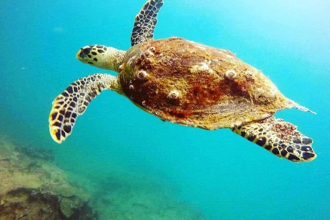 Scuba Diving in Mirissa - Who will enjoy this experience most?