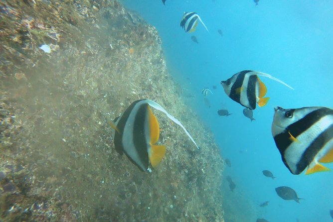Scuba Diving in Mirissa - Reef, rock, and wreck sites around Mirissa