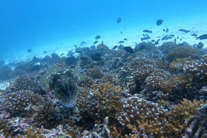 Scuba Diving in muscat - Boat time, island scenery, and the four-hour schedule