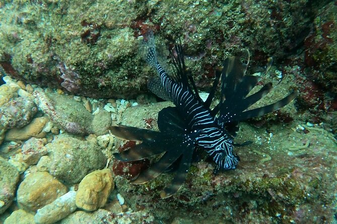 Scuba Diving in muscat - Is $198.42 good value?