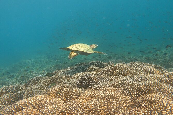 Scuba Diving in muscat - Underwater sites and the marine life you might see