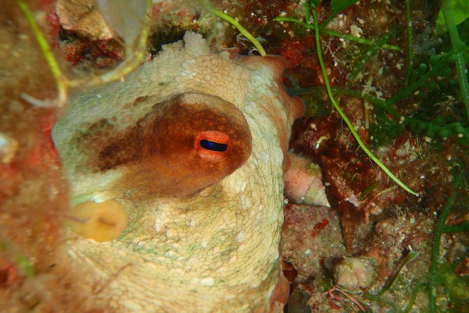 Scuba Diving in Naxos by Bluefindivers - Dive in Greece - Amazing Diving Spots - Who will enjoy this most?