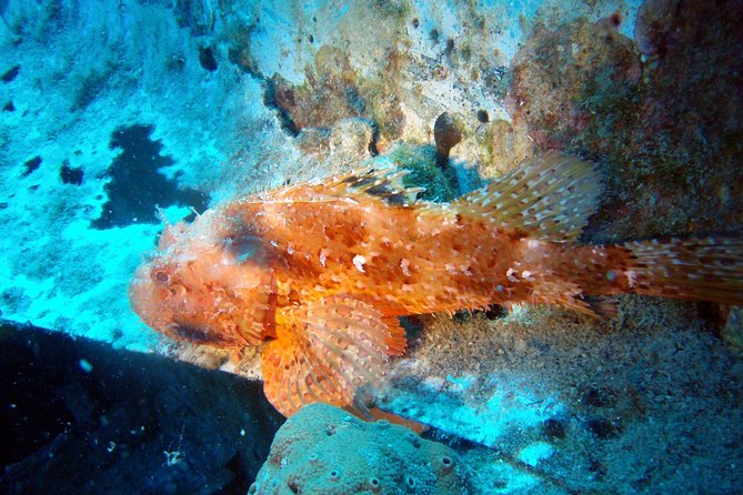 Scuba Diving in Naxos by Bluefindivers - Dive in Greece - Amazing Diving Spots - How the instruction affects the experience