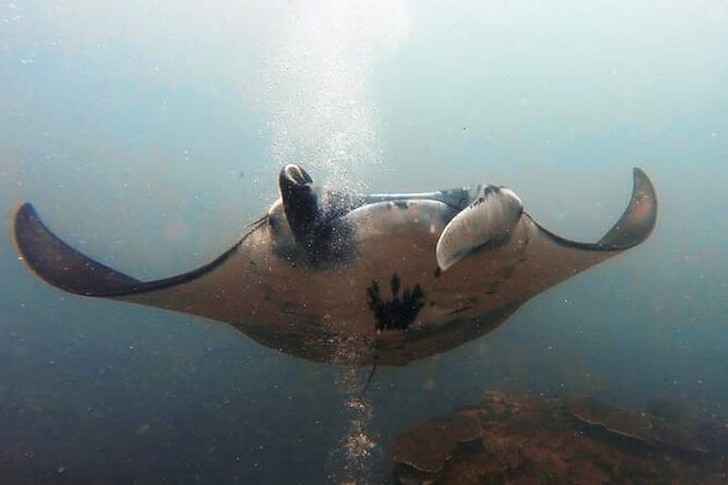 Scuba Diving in Nusa Penida Island and Manta Point - Why Nusa Penida is worth the early start