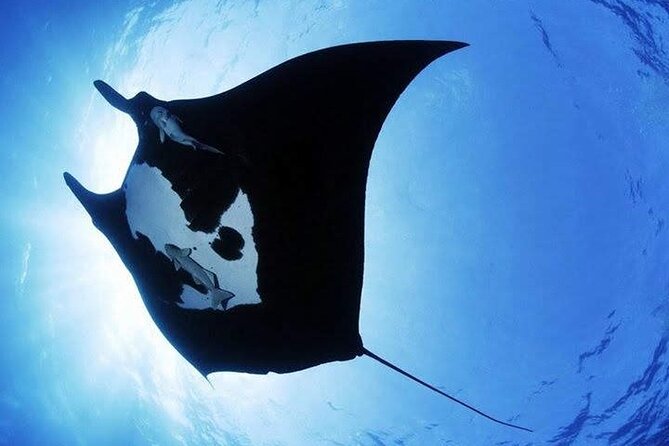Scuba Diving in Nusa Penida Island and Manta Point - Is $172.86 good value?