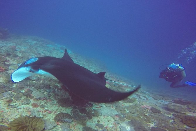 Scuba Diving in Nusa Penida - Manta Point - Why this Nusa Penida trip is worth considering
