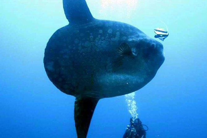 Scuba Diving in Nusa Penida - Manta Point - Food, equipment, and what the price covers