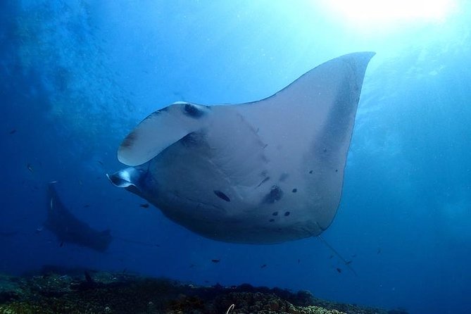 Scuba Diving in Nusa Penida - Manta Point - Starting early at Neptune Scuba Diving in Sanur