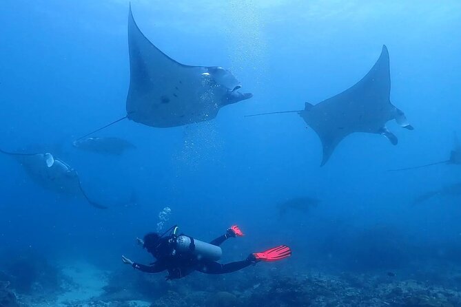 Scuba Diving In Nusa Penida - Key Things To Know Before You Book