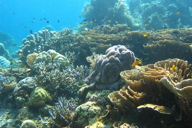 Scuba diving in PADANG BAY BALI - Leaving Kuta at 7:00 a.m. for Padang Bay