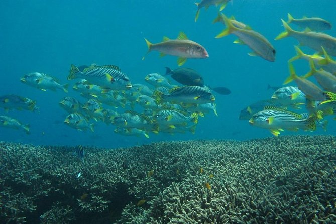 Scuba diving in PADANG BAY BALI - What the $125.96 Price Really Covers