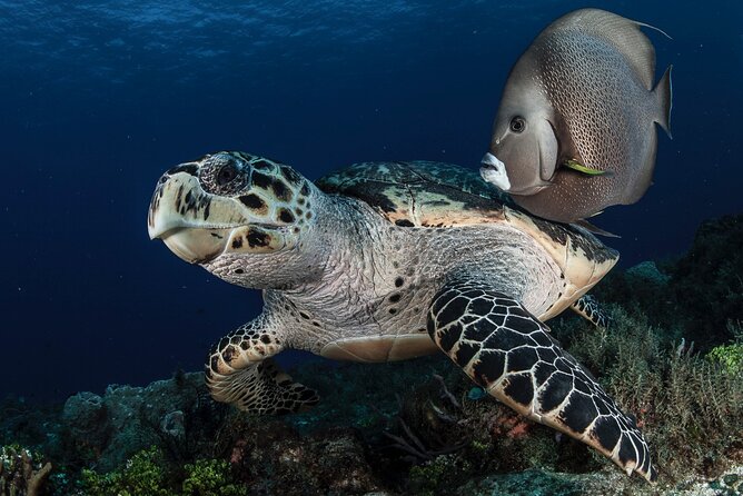 Scuba Diving in Playa del Carmen for Small Groups - Why the five-person limit matters