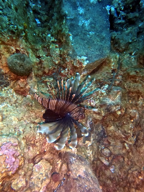 Scuba Diving in the Volcanic Caldera/shorelines of Santorini - Safety, equipment, and the value of a small group