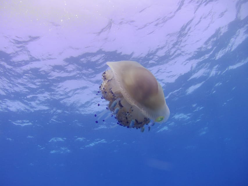Scuba Diving in the Volcanic Caldera/shorelines of Santorini - Should you book this Santorini scuba experience?