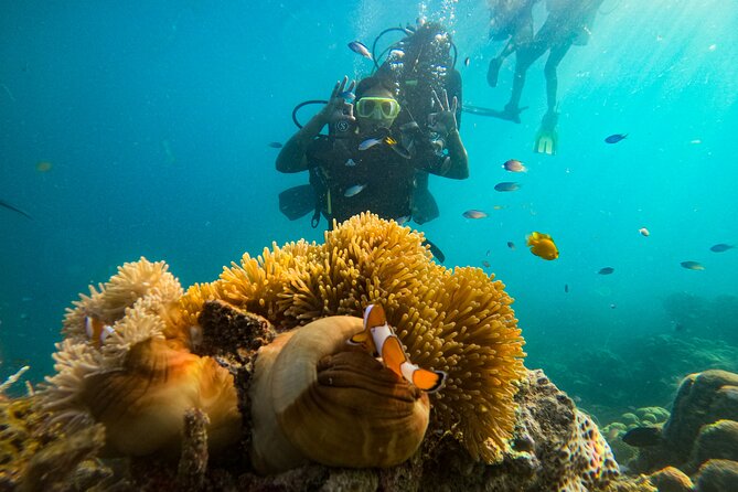 Scuba Diving in Tribe Gate - What to Expect at Tribe Gate Reef