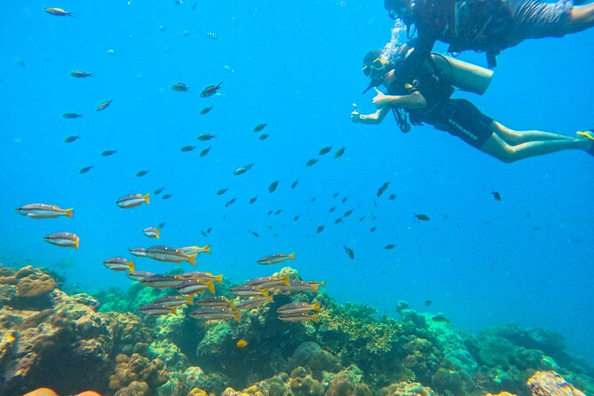 Scuba Diving in Tribe Gate - Price and Overall Value at $57.44