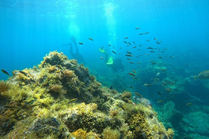Scuba Diving in Turtle and Ray Area - Key points to know before booking