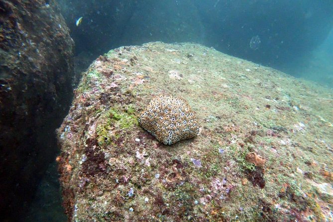 Scuba Diving in Unawatuna - Why the Instructors Matter