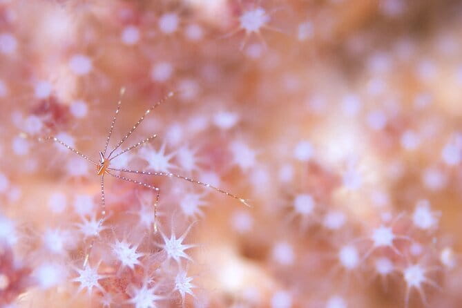 Scuba diving in Yakushima! (Guided Fun Diving for Licensed Guests) - Starting at Isso Swimming Beach Parking Lot