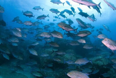 Scuba diving in Yakushima! (Guided Fun Diving for Licensed Guests)