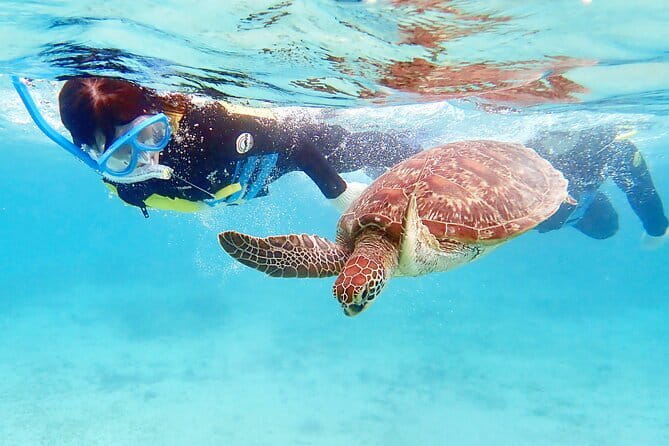 Scuba diving in Yakushima! (Guided Fun Diving for Licensed Guests) - The second session and the optional third