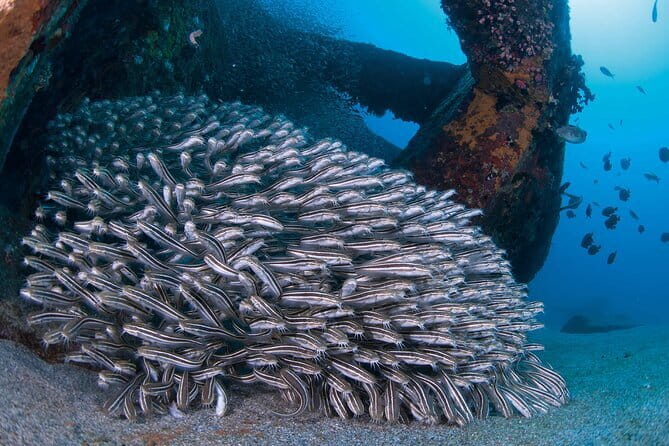 Scuba diving in Yakushima! (Guided Fun Diving for Licensed Guests) - Guide style, instruction, and communication