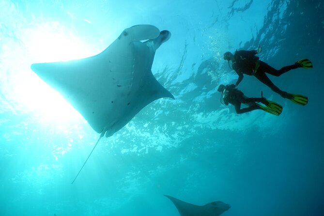 Scuba Diving Nusa Penida Manta Point 3 dives for certified divers - Why Nusa Penida is worth the early start