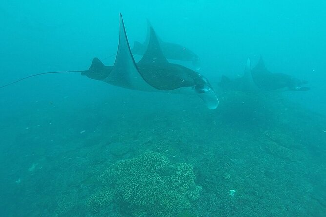 Scuba Diving Nusa Penida Manta Point 3 dives for certified divers - The guides and the small-group approach