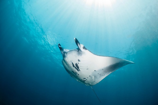 Scuba Diving Nusa Penida Manta Point 3 dives for certified divers - Who should choose this experience?