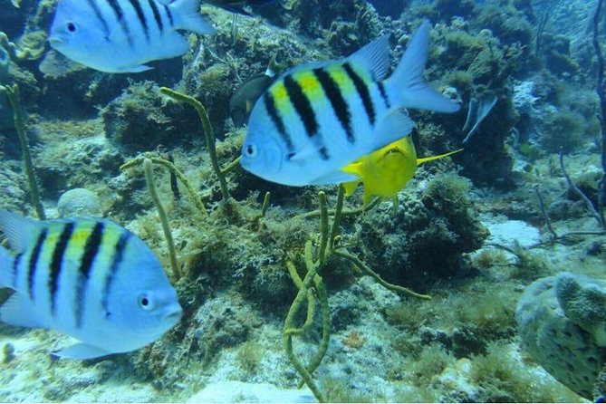 Scuba Diving on Catalina Island | 2 tanks, 2 spots - Catalina beach time after the water sessions